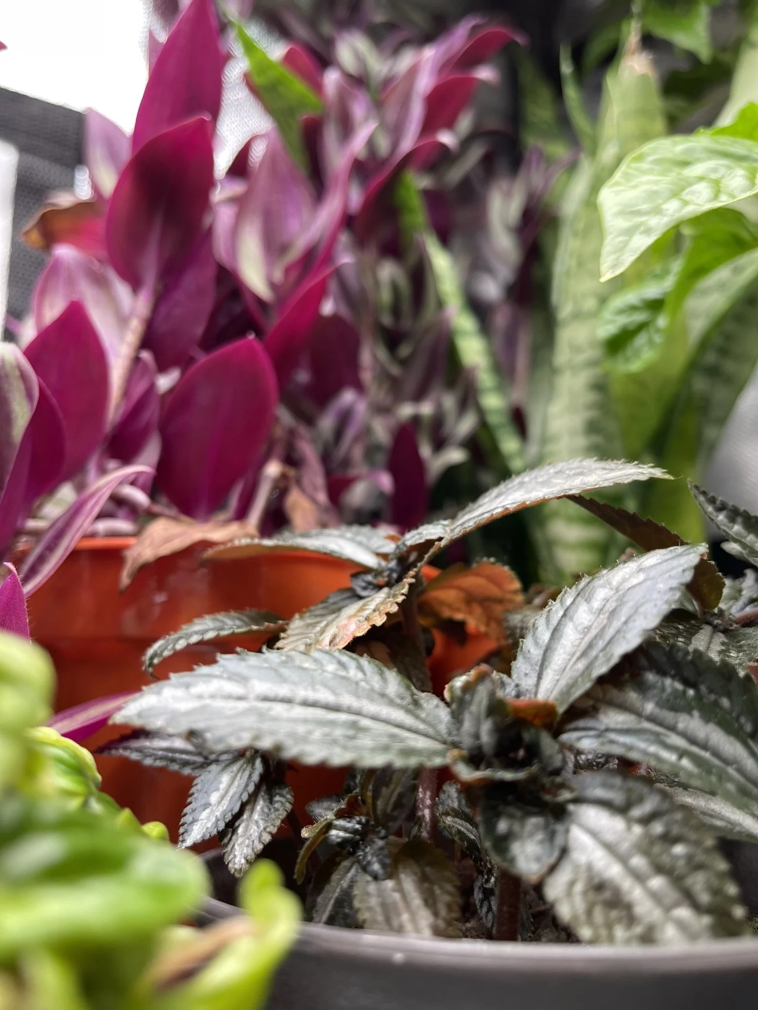 Colour and Spectra What is the Best Light Spectrum for Plants? DAYLIGHT Lighting Systems