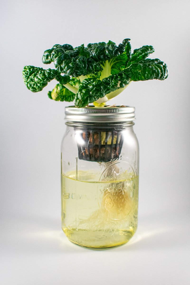 4 Lazy Kratky System Designs. Make One And The Plants Will Come!