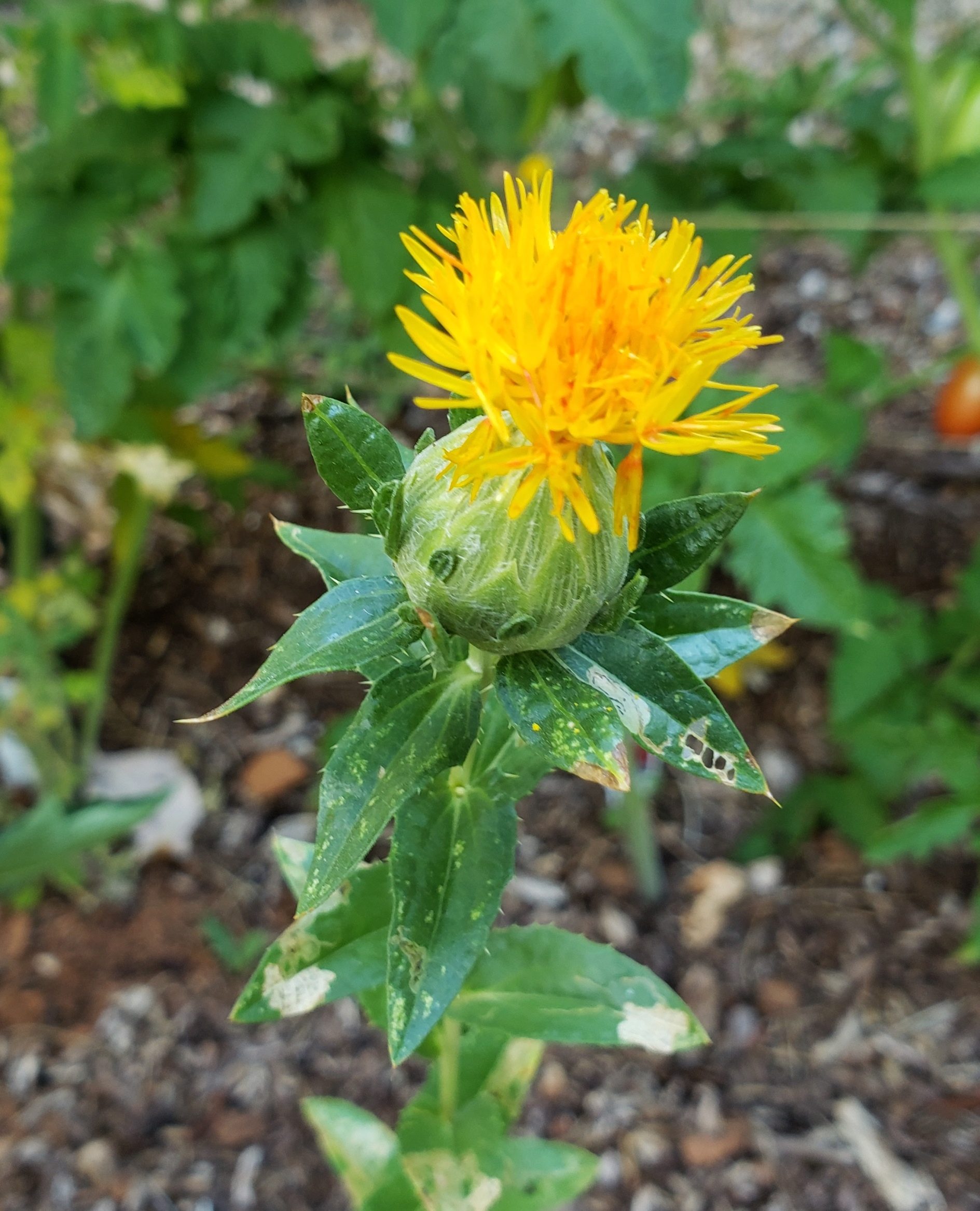 Safflower Grow it for bright fresh cut or dried flowers