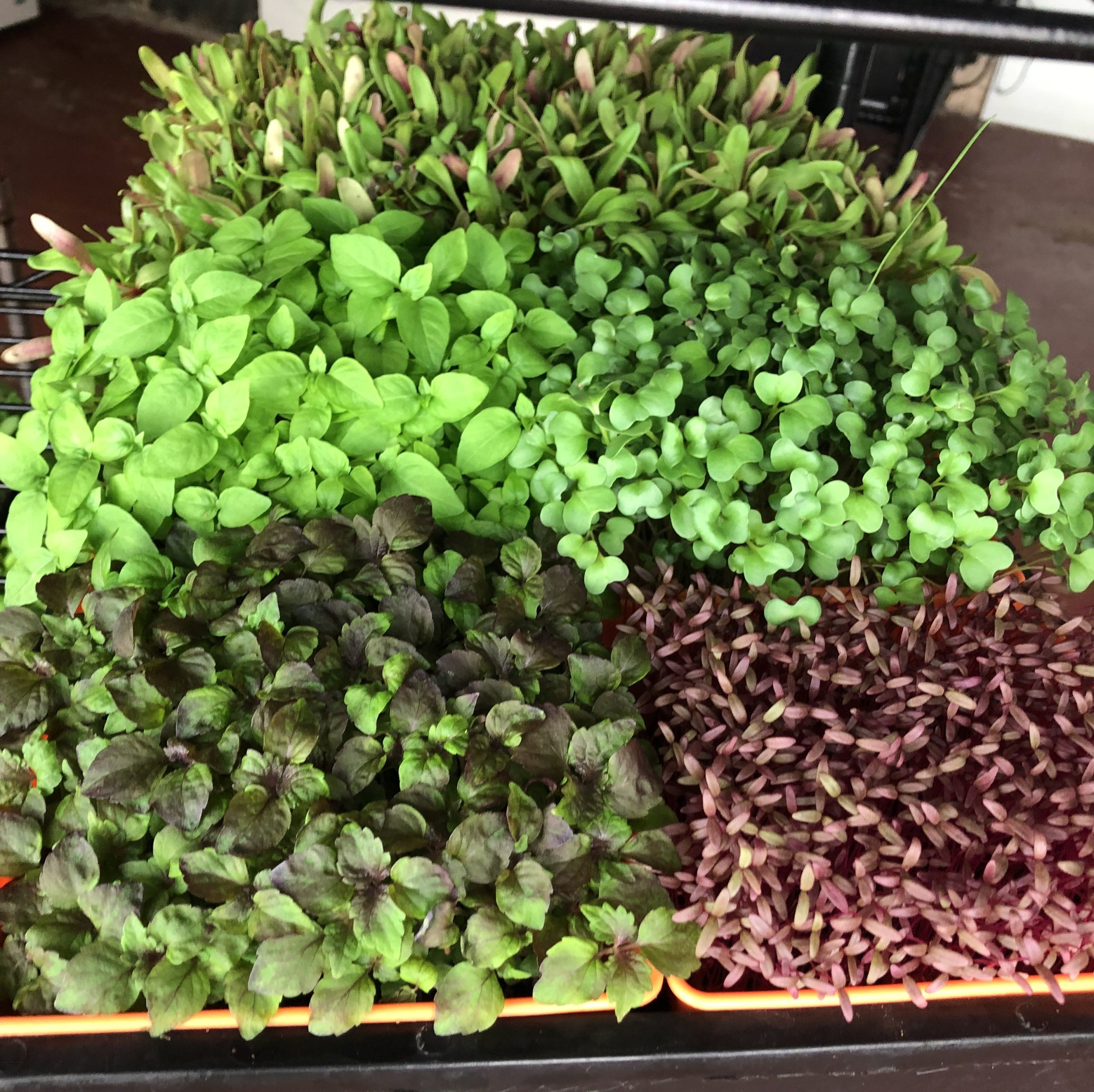The Best Microgreen Growing Trays Grow Your Own Vegetables
