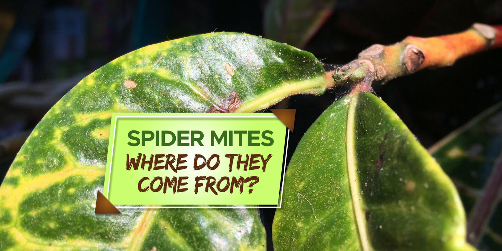 Where Do Spider Mites Come From? [Explained] Grow Your Yard