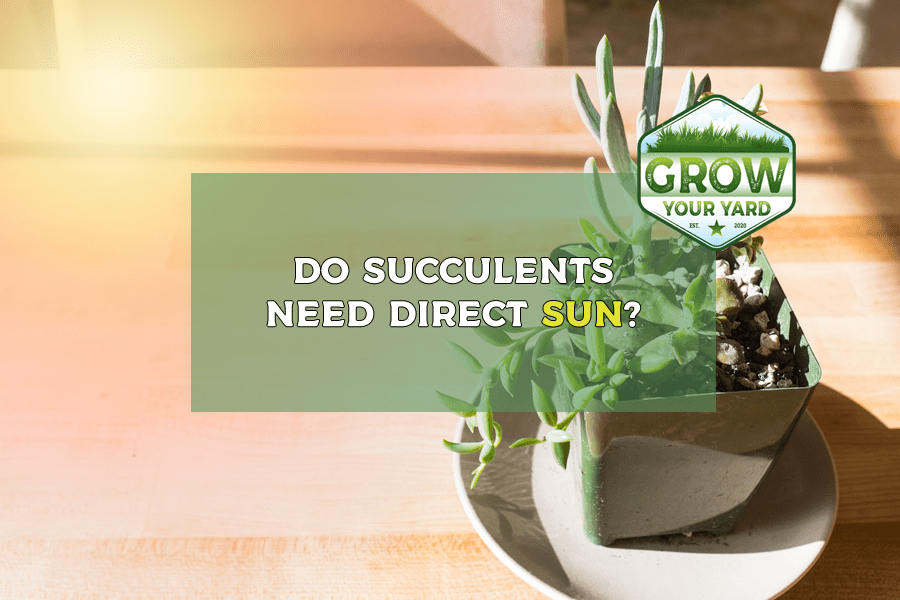 Do Succulents Need Direct Sunlight? [Explained!] Grow Your Yard