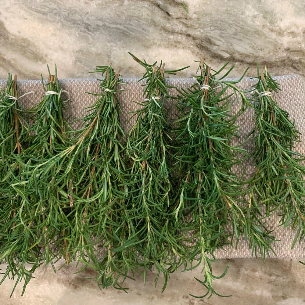 How to Dry Rosemary [3 Methods That WORK!] Grow Your Yard