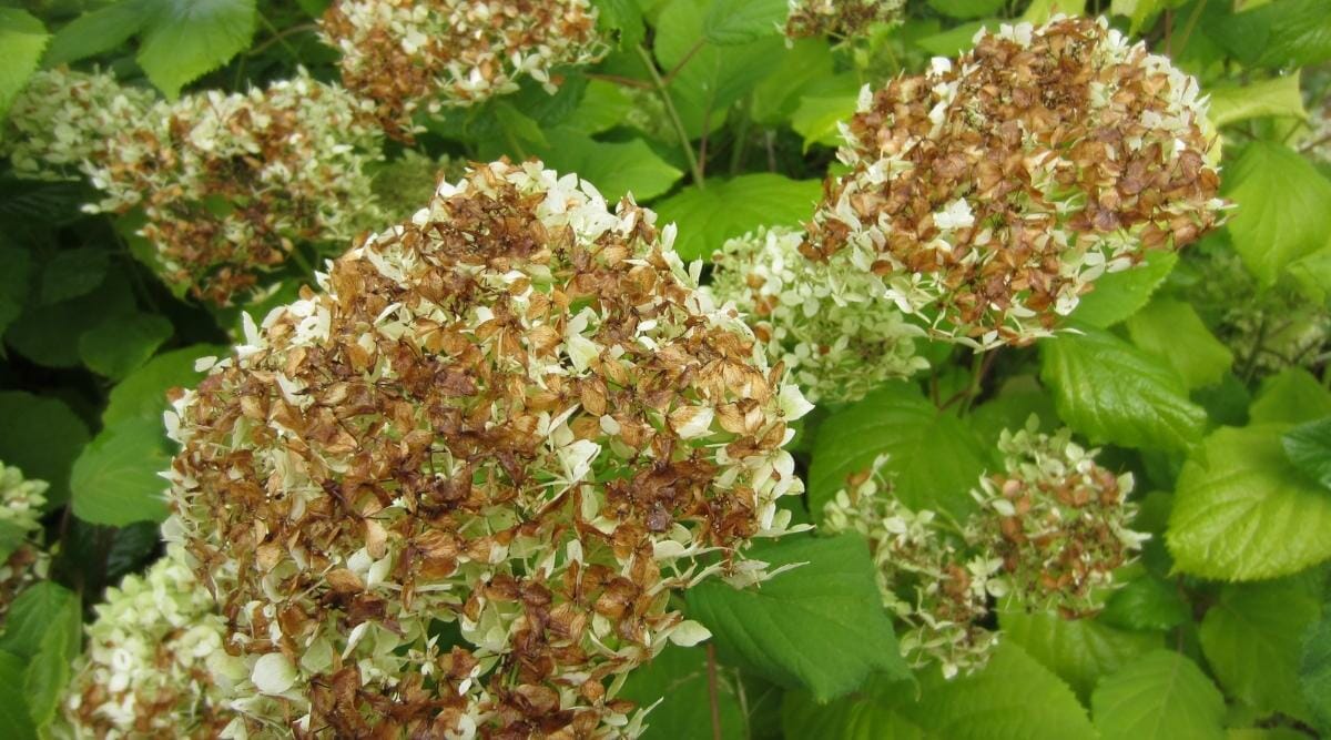 Hydrangea Leaves Turning Brown? The 5 Likely Reasons & Fixes! Grow Your Yard