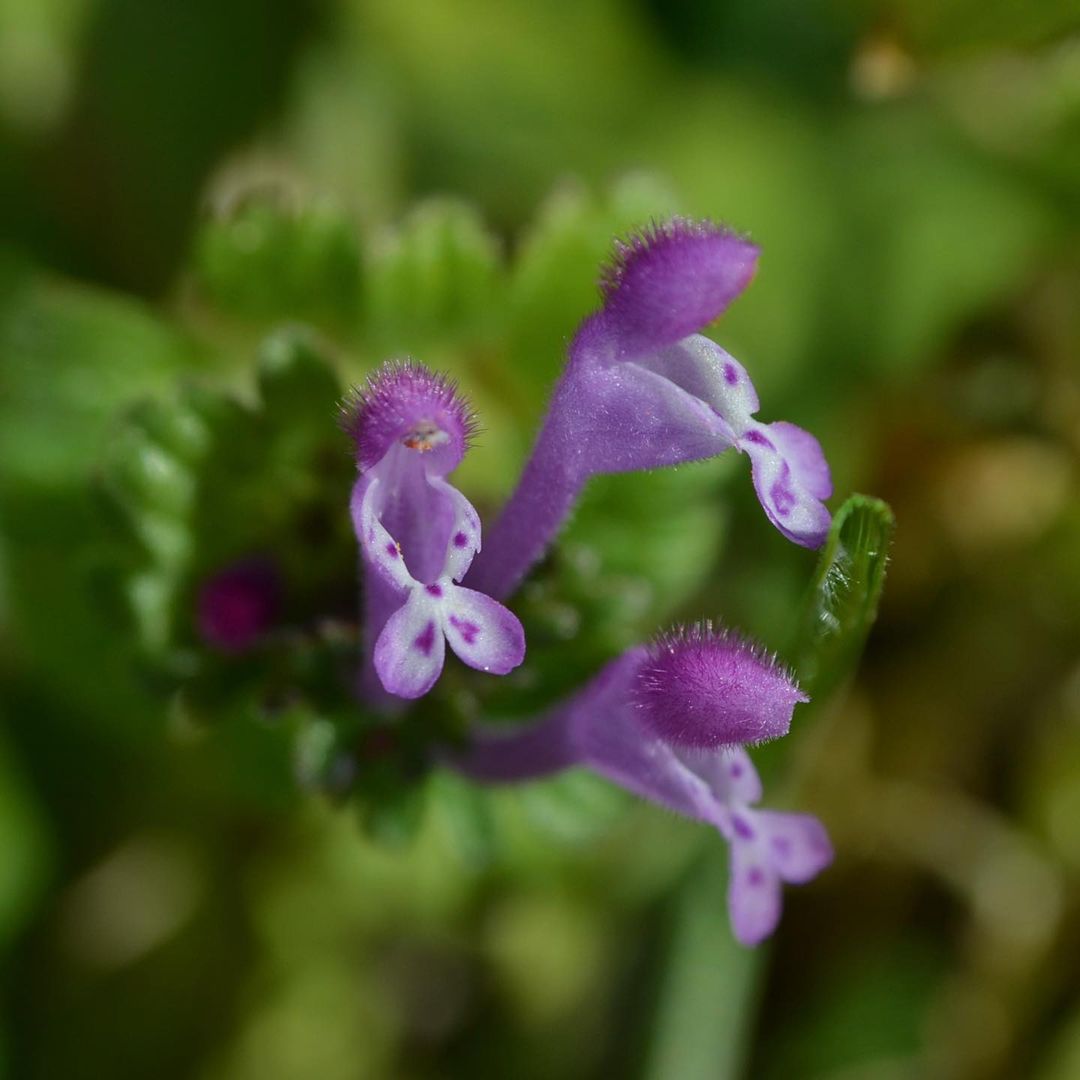 24 Weeds With Purple Flowers To Identify In Your Garden Grow Your Yard