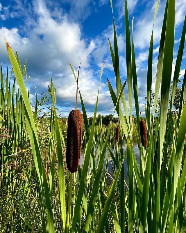 Plants That Look Like Corn Dogs [5 Amazing Plants!] Grow Your Yard