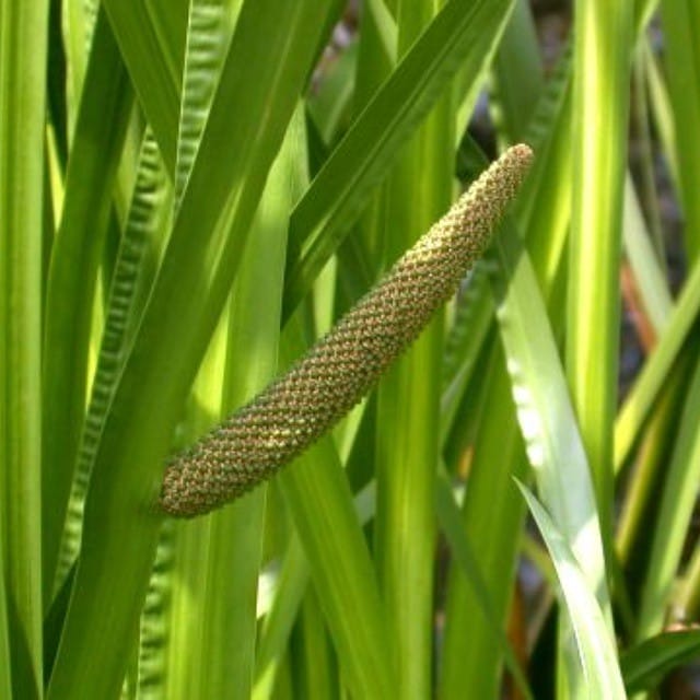 Plants That Look Like Corn Dogs [5 Amazing Plants!] Grow Your Yard