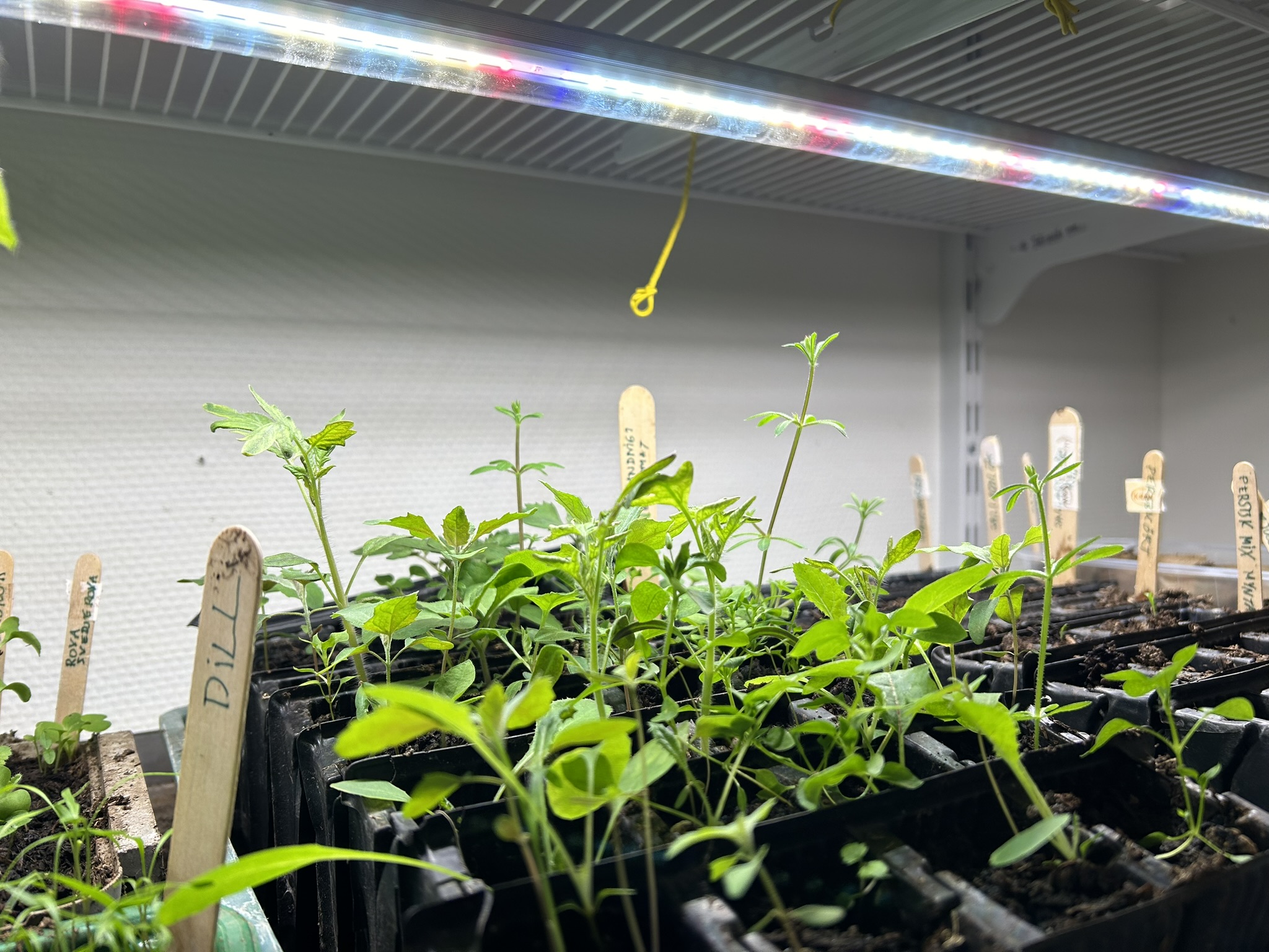 How to grow tomatoes indoors with Full Spectrum LED lights