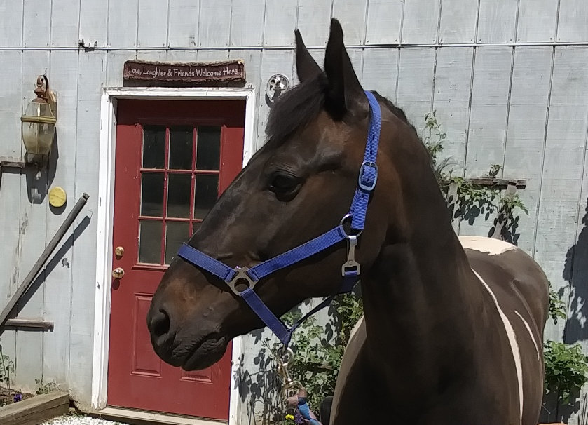 Meet Our Horses! GRS Riding