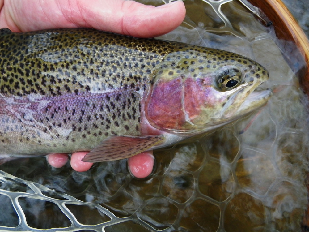 Membership Guadalupe River Trout Unlimited