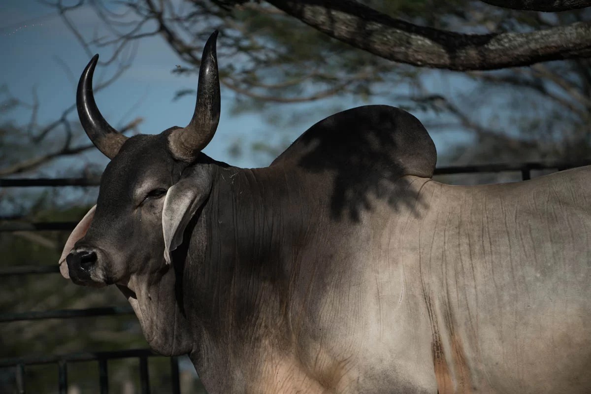 BRAHMAN. Una de nuestras razas de ganado Grupo San Simón