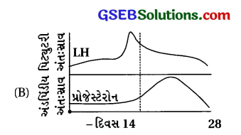 GSEB Std 12 Biology MCQ Chapter 3 માનવ-પ્રજનન in Gujarati 4