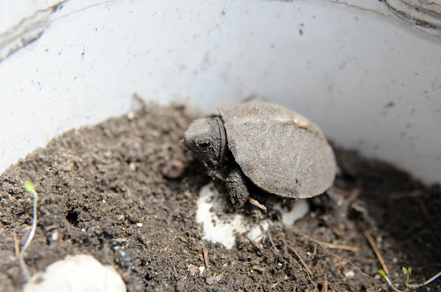 Hatch and Release