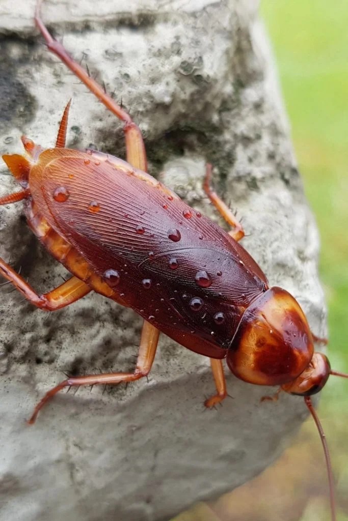 Green Shield Pest Solutions Cockroach Control Southern Maine