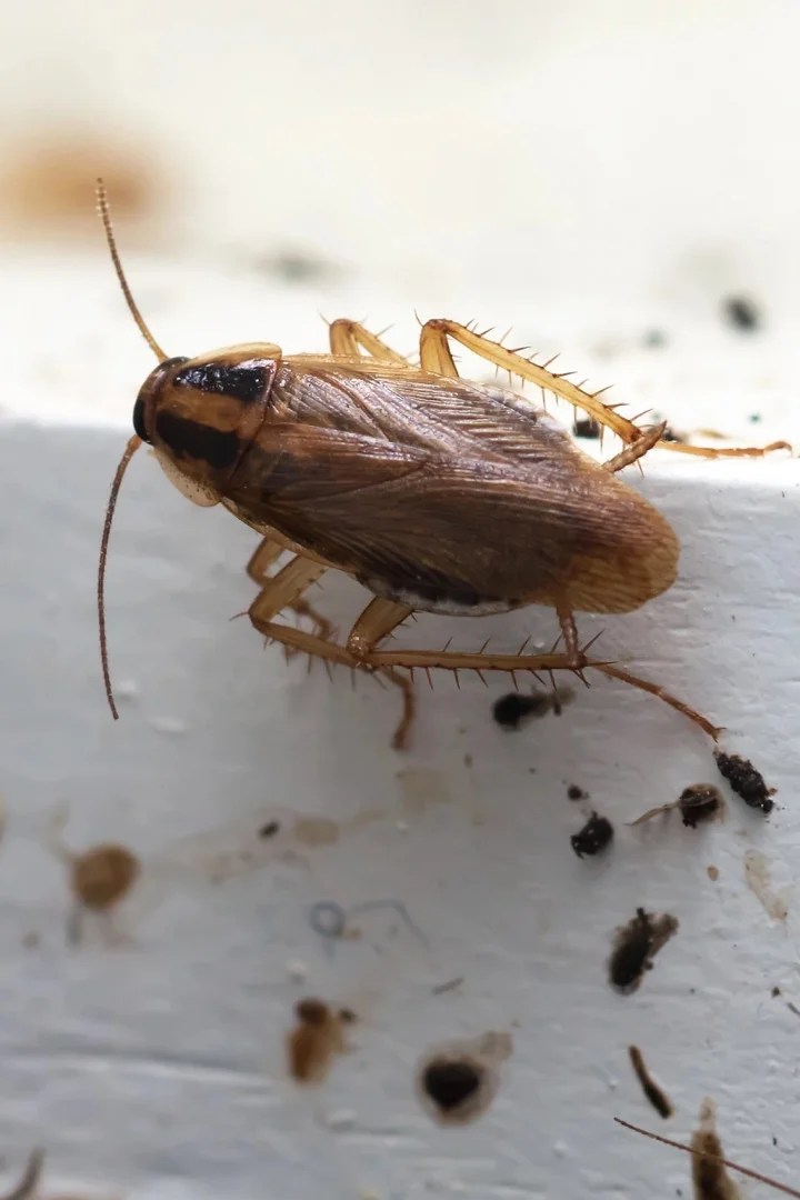 Green Shield Pest Solutions Cockroach Control Southern Maine