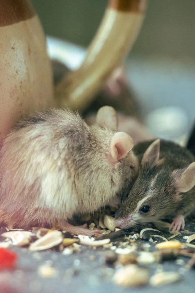 Your Guide to Mice and Rats in Southern Maine Green Shield Pest Control