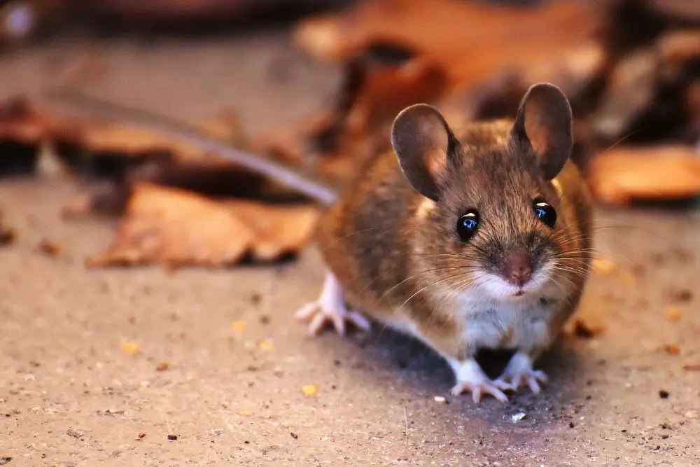 Why Do I Have Maine Rats In My Home? Green Shield Pest Control