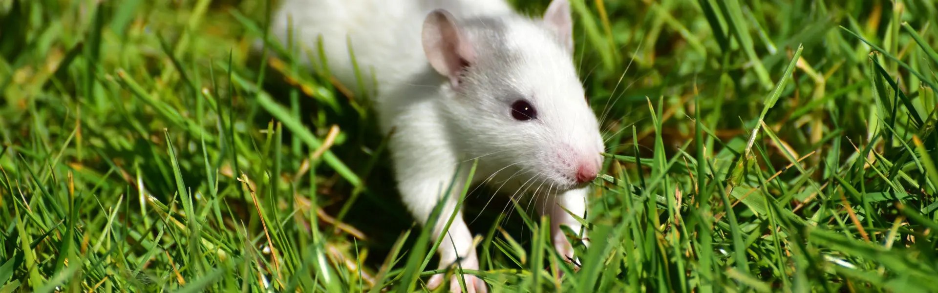 Why Do I Have Maine Rats In My Home? Green Shield Pest Control