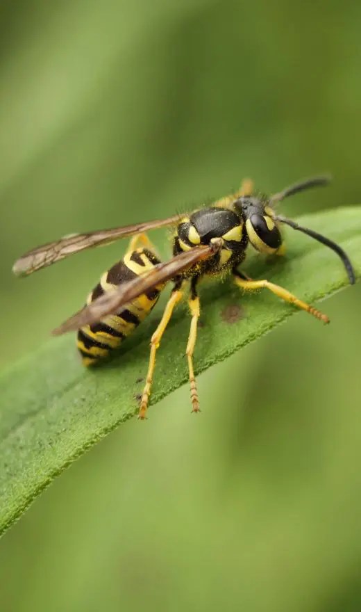 Green Shield Pest Control Sanford Maine Sanford Pest Control