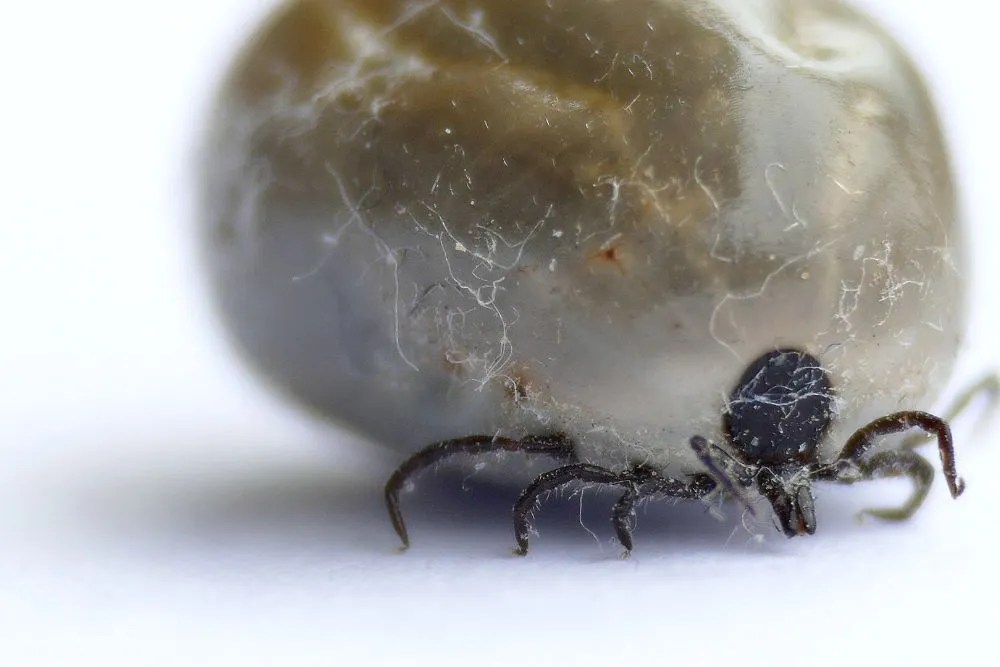 Identifying Different Maine Ticks Green Shield Pest Control