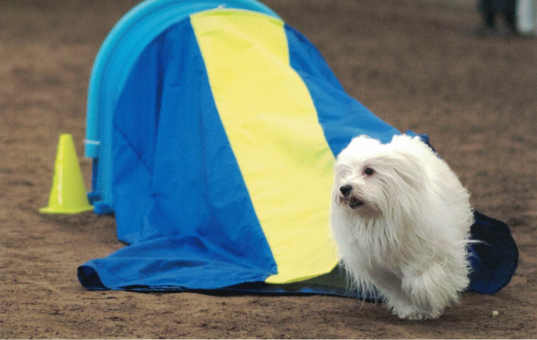 Agility Class Great Salt Lake Dog Training Club