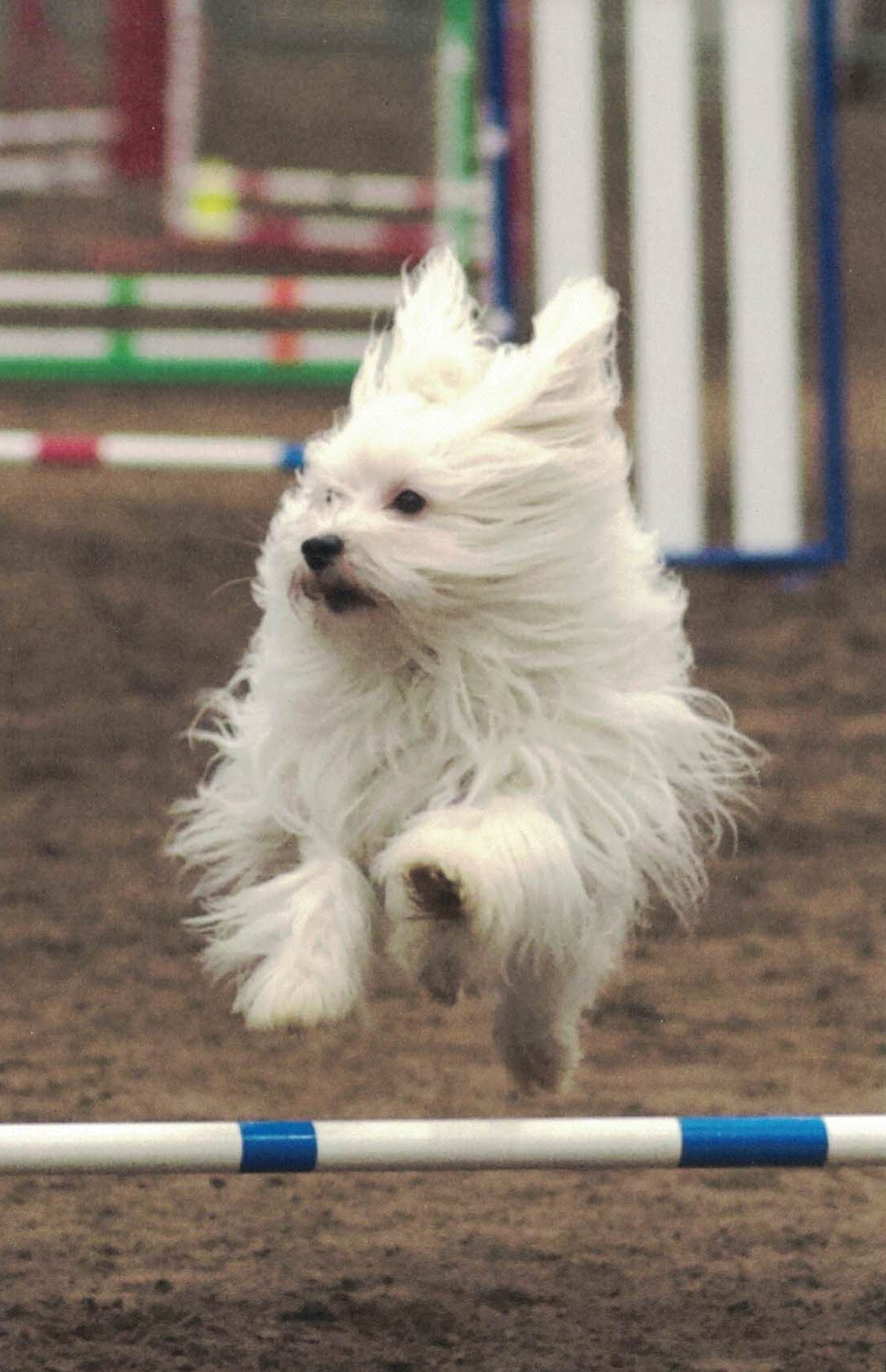 Agility Class Great Salt Lake Dog Training Club