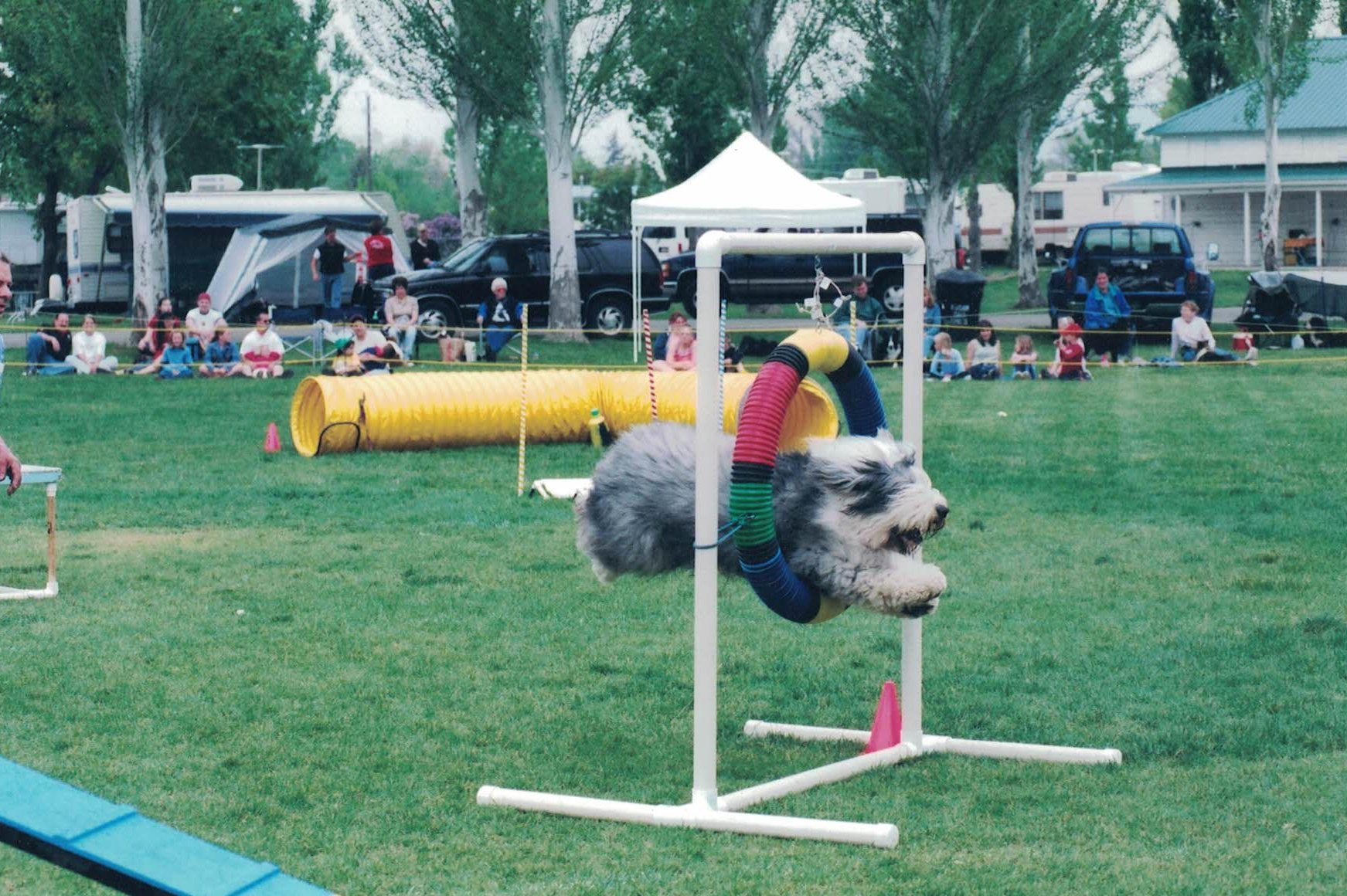 Agility Class Great Salt Lake Dog Training Club