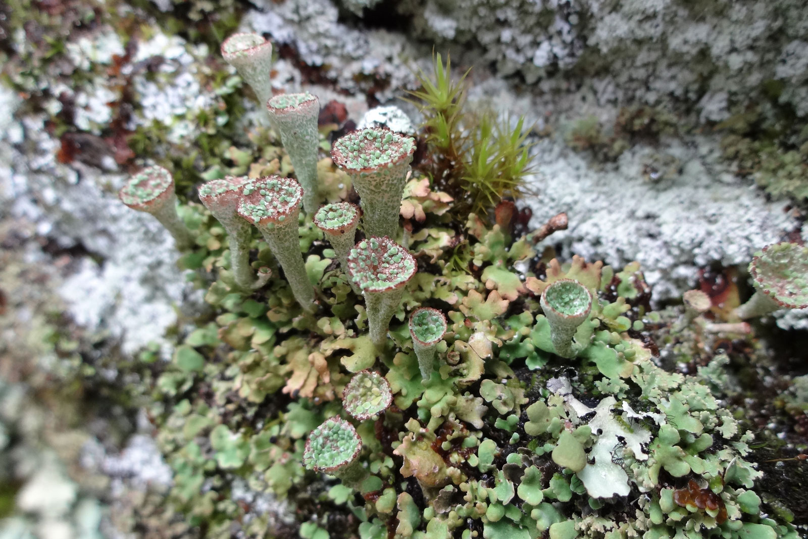 CANCELLED - Likin’ Lichens - Tremont Institute