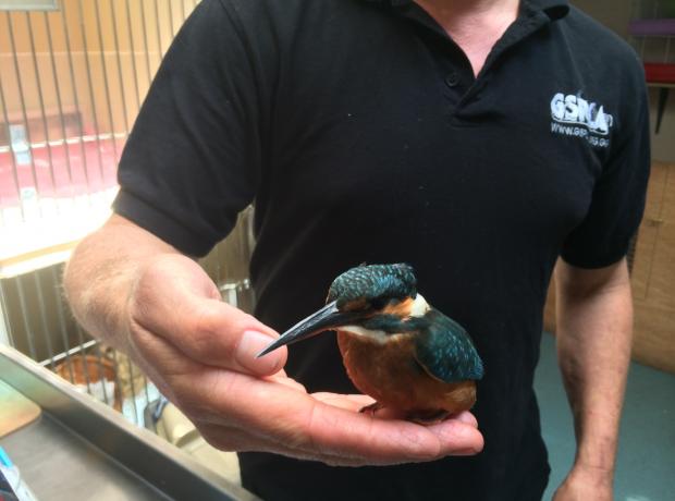 Stunning Kingfisher rescued only 2 days early for the Animal Welfare