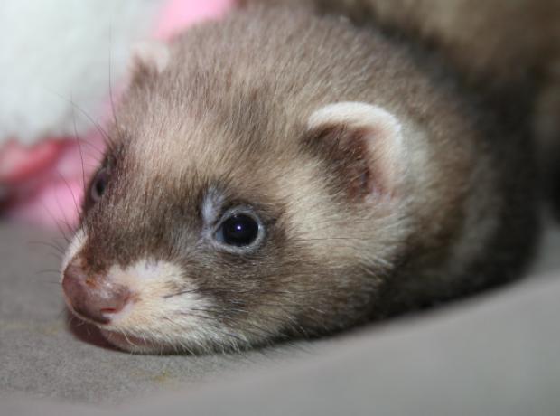 How cute is this stray baby ferret that was found cold and very weak
