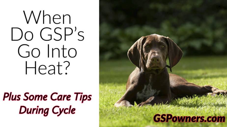 When Does a German Shorthaired Pointer Go Into Heat? GSP Owners
