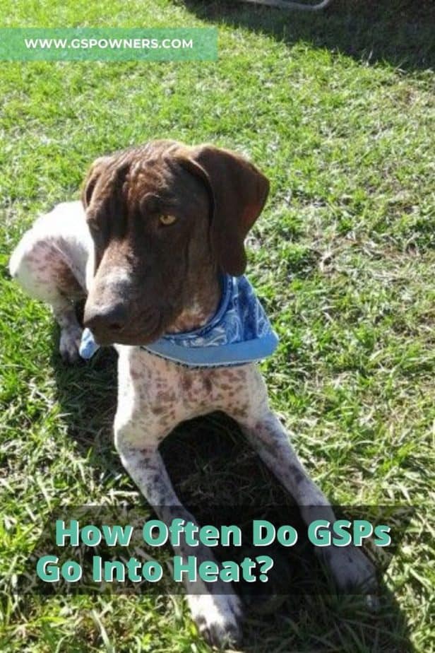 How Often Do GSPs Go Into Heat? GSP Owners