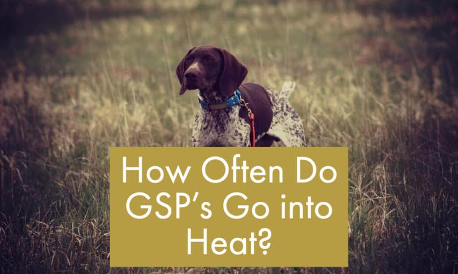 How Often Do GSPs Go Into Heat? GSP Owners