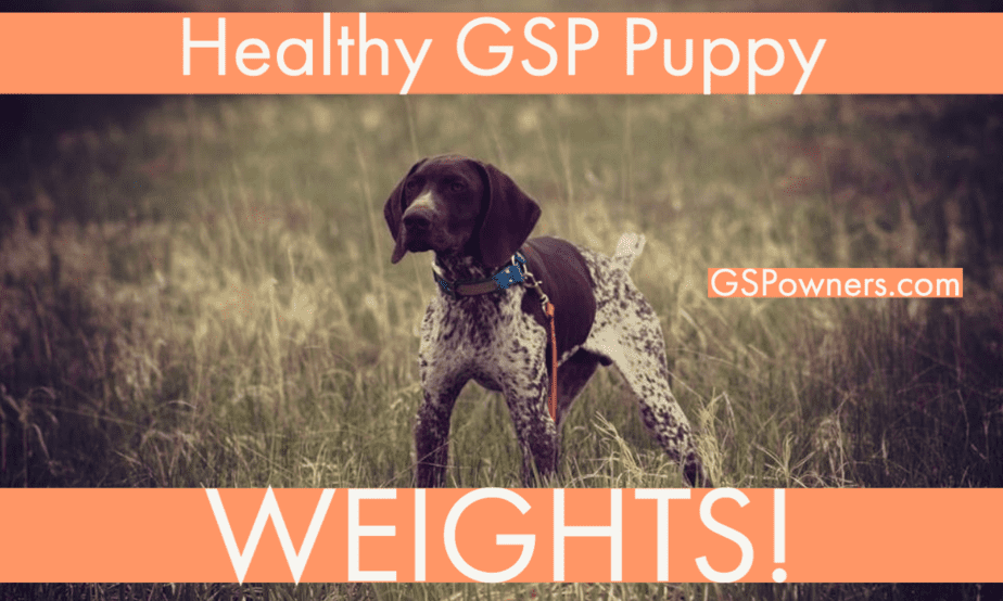 Is My GSP Puppy Underweight? A Puppy Weight Guide GSP Owners