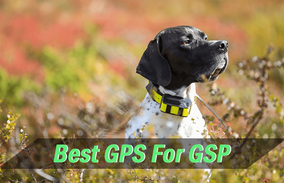 Best GPS For German Shorthaired Pointer GSP Owners