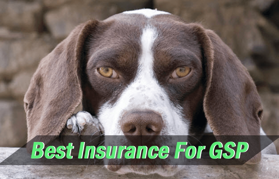 Best Insurance For German Shorthair Pointers GSP Owners