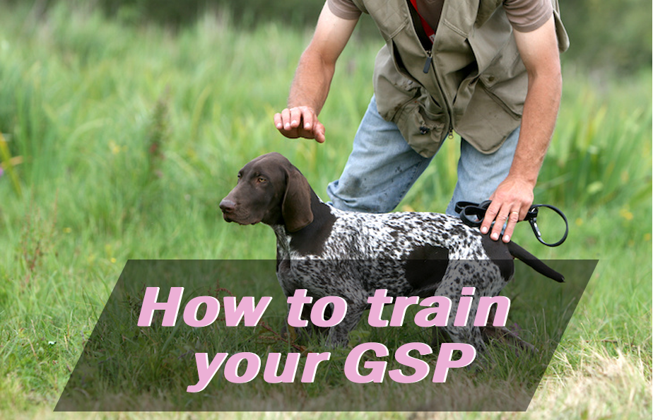 How To Train Your GSP GSP Owners