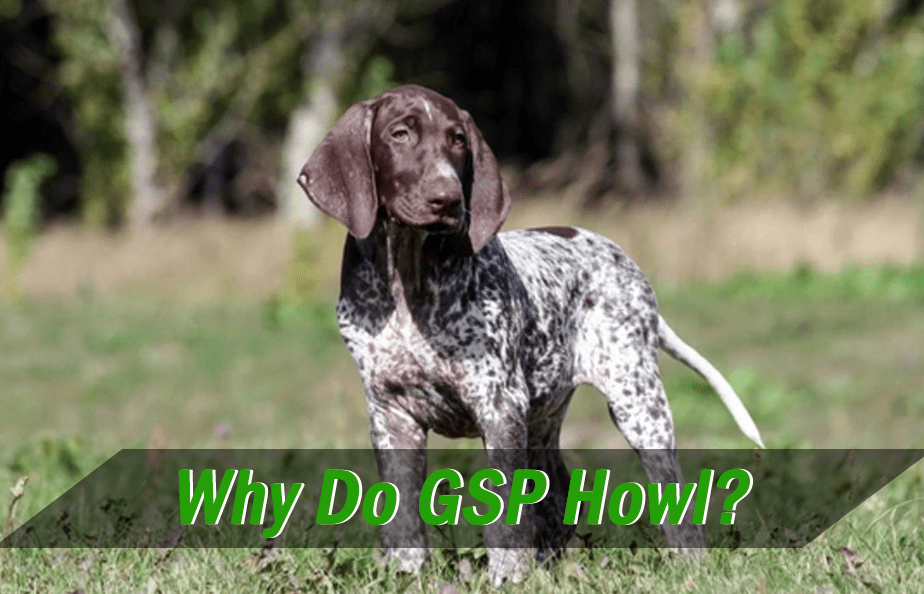 Why Do German Shorthaired Pointers Howl? GSP Owners