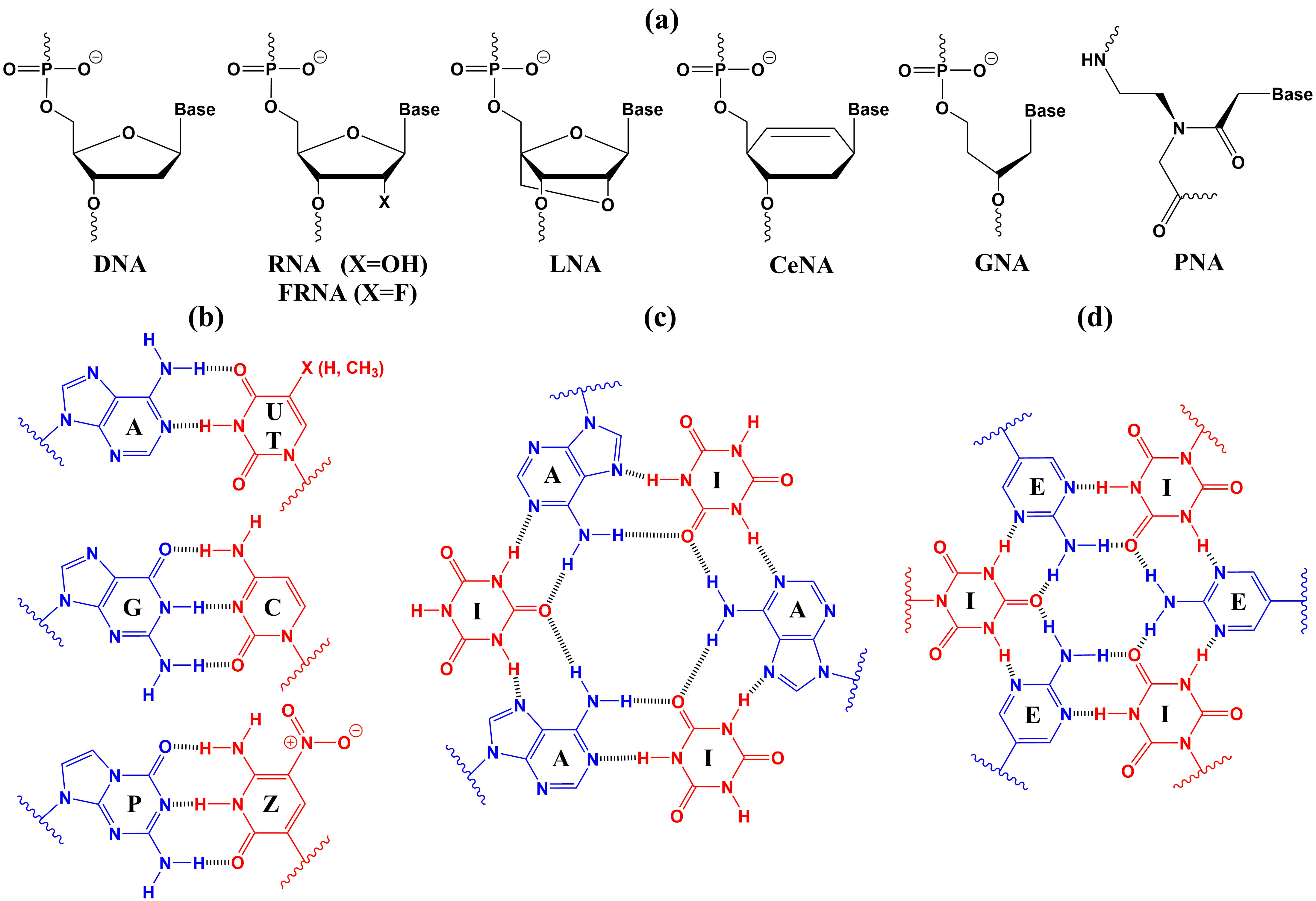 The protoNucleicAcid Builder (pNAB) Introduction