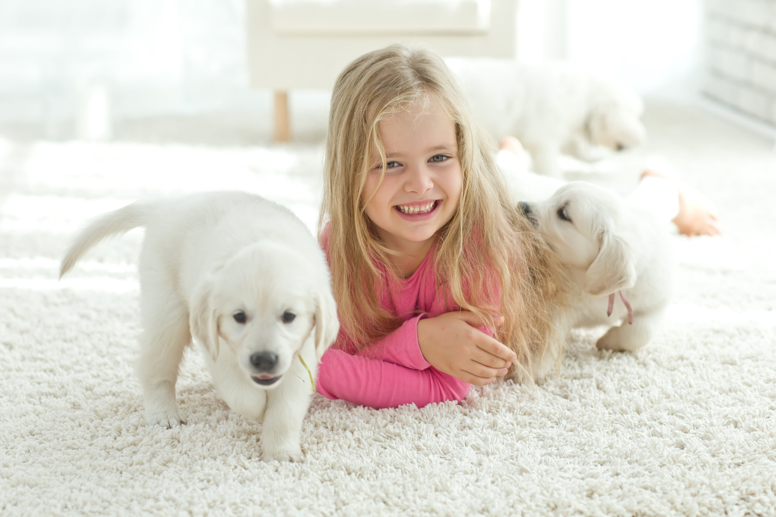 Home Grand Traverse Carpet Cleaners