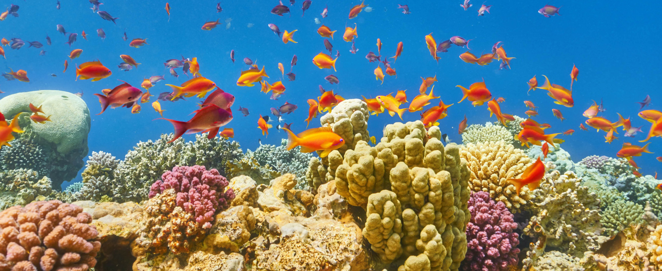 Diving in Hurghada Global Travel International