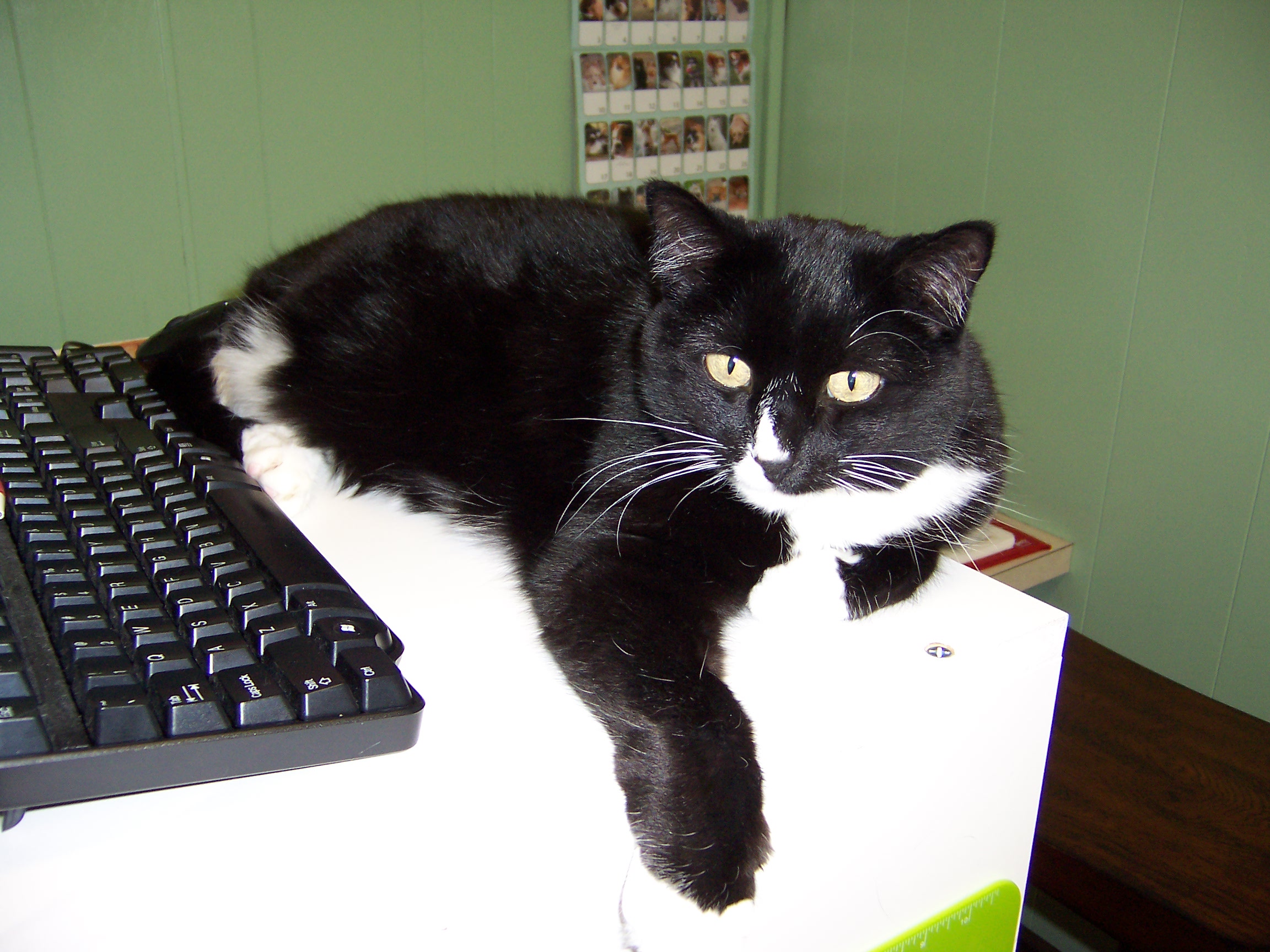 About Us Germantown Veterinary Clinic