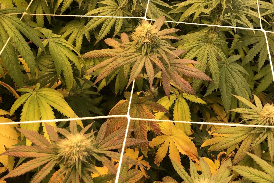 Screen of Green Method Revolutionized