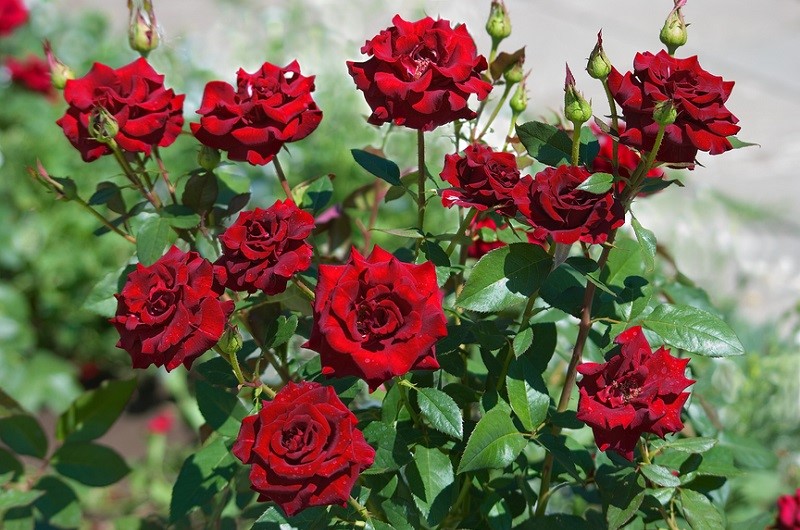 How to Grow Roses Flower Shop