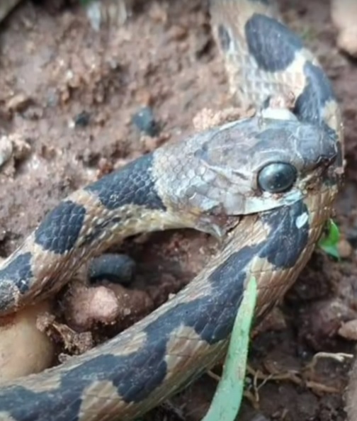 Youtuber e especialista em cobras analisa caso de serpente