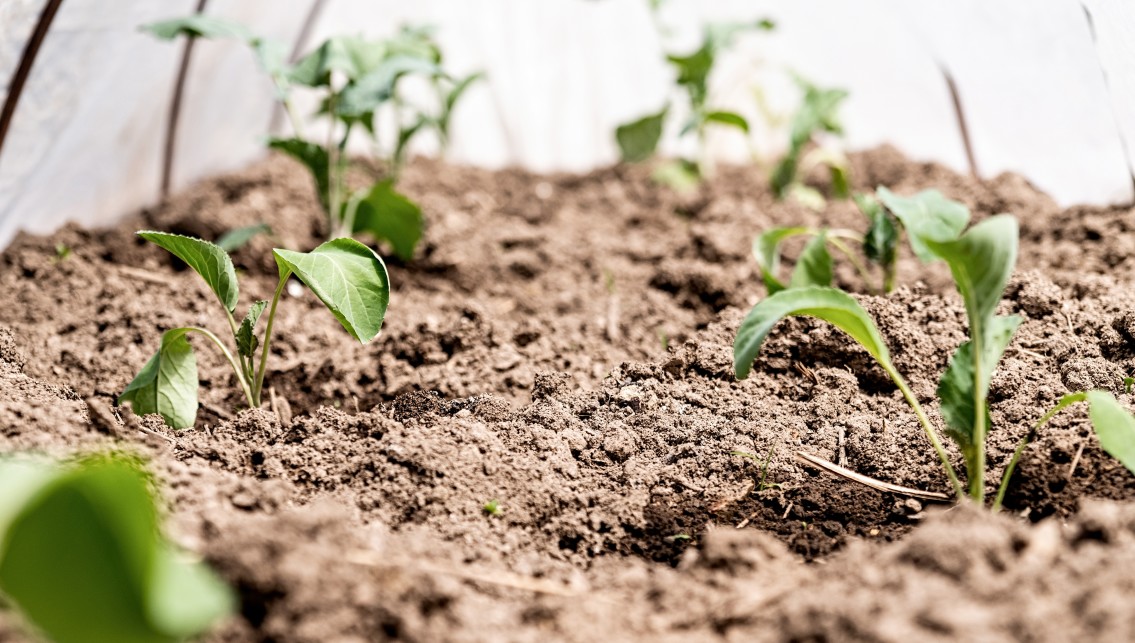 Is Fall The Best Time To Plant Shrubs In