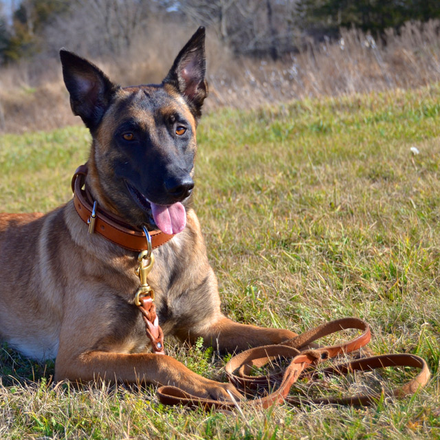 6’ Leather Dog Leash Made in USA Guardian Point