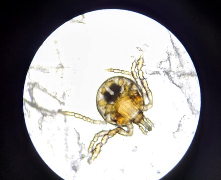 Chiggers Guardian Animal Medical Center