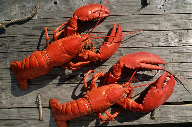 Lobsters May Face Torture When Boiled Guardian Liberty Voice