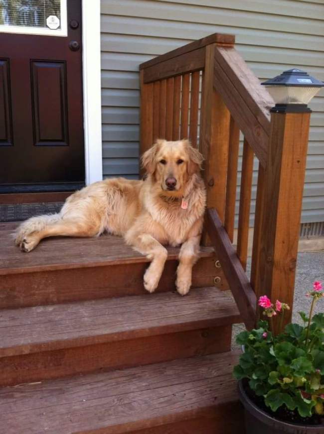 Petco's History of Condoning Animal Cruelty and Suffering [Graphic